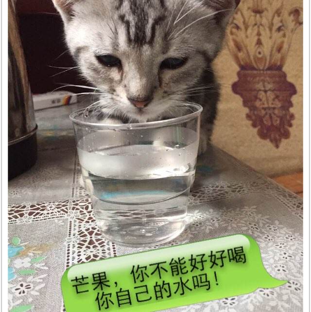 中部学院大学艺术文凭证书